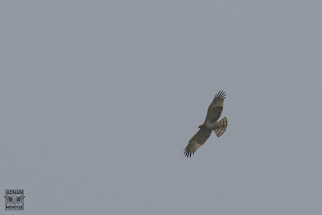Short-toed Snake-Eagle